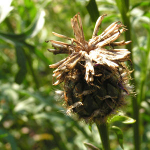 Skabiosen Flockenblume Bluete lila Centaurea scabiosa 04