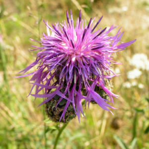 Skabiosen Flockenblume Bluete lila Centaurea scabiosa 05