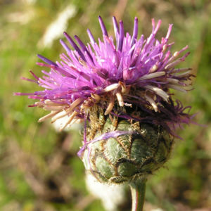 Skabiosen Flockenblume Bluete lila Centaurea scabiosa 07