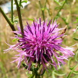 Skabiosen Flockenblume Bluete lila Centaurea scabiosa 08