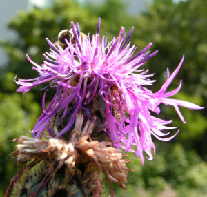 Skabiosen Flockenblume Bluete lila Centaurea scabiosa 10