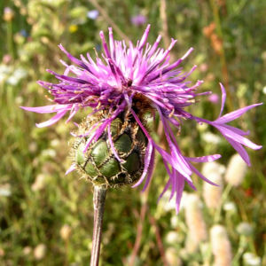 Skabiosen Flockenblume Bluete lila Centaurea scabiosa 11