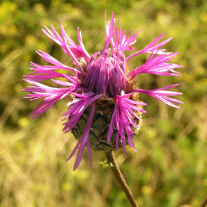 Skabiosen Flockenblume Bluete pink Centaurea scabiosa 01