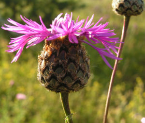 Skabiosen Flockenblume Bluete pink Centaurea scabiosa 02