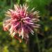 Zurück zum kompletten Bilderset Skabiosen-Flockenblume Blüte pink Centaurea-scabiosa