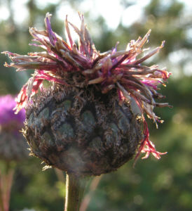 Skabiosen Flockenblume Bluete pink Centaurea scabiosa 05