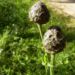 Zurück zum kompletten Bilderset Skabiosen-Flockenblume Blüte lila Centaurea-scabiosa