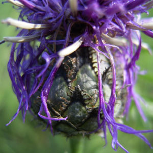 Skabiosen Flockenblume Centaurea scabiosa 09