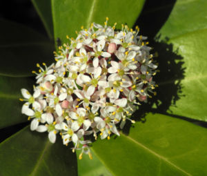 Skimmie Bluete weiß Skimmia japonica 08