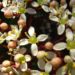 Zurück zum kompletten Bilderset Skimmie Blüte weiß Skimmia japonica
