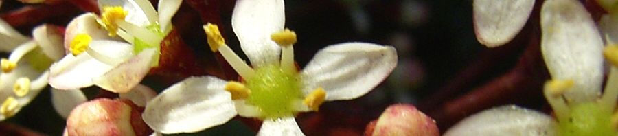 Anklicken um das ganze Bild zu sehen  Skimmie Blüte weiß Skimmia japonica