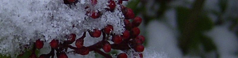 Anklicken um das ganze Bild zu sehen  Skimmie Knospe rot Skimmia japonica
