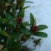 Zurück zum kompletten Bilderset Skimmie japanisch Blüte Skimmia japonica