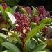Zurück zum kompletten Bilderset Skimmie Knospe rot Skimmia japonica