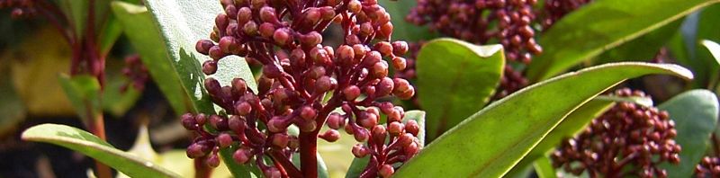Anklicken um das ganze Bild zu sehen  Skimmie Knospe rot Skimmia japonica