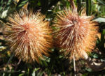 Bild:  Silver-Banksia Strauch Blüte gelblich Banksia marginata