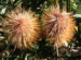Zurück zum kompletten Bilderset Silver-Banksia Strauch Blüte gelblich Banksia marginata