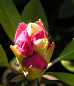 Smirnows Alpenrose Bluete pink Rhododendron smirnowii 06