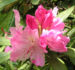 Zurück zum kompletten Bilderset Smirnows-Alpenrose Blüte pink Rhododendron smirnowii