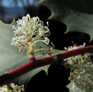 Snail Hakea Bluete weiss Hakea cristata 04