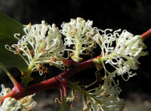 Snail Hakea Bluete weiss Hakea cristata 05