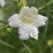 Zurück zum kompletten Bilderset Snowy-Mint-Bush Blüte weiß Prostanthera nivea