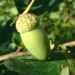 Zurück zum kompletten Bilderset Stieleiche Sommereiche Blatt grün Quercus robur