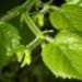 Zurück zum kompletten Bilderset Sommer-Linde Blatttrieb grün Tilia platyphyllus