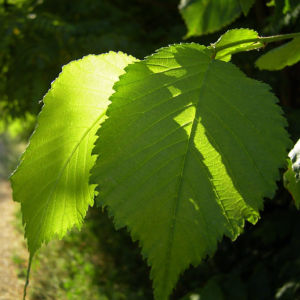 Sommer Linde Tilia platyphyllus 01