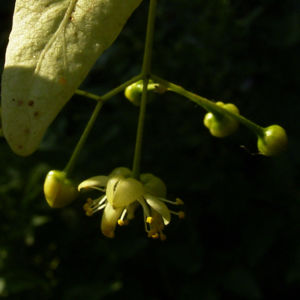 Sommer Linde Tilia platyphyllus 06