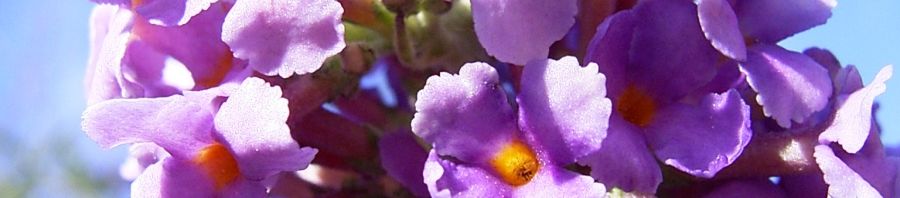 Anklicken um das ganze Bild zu sehen  Sommerflieder Fliederspeer Blüte lila Buddleja davidii