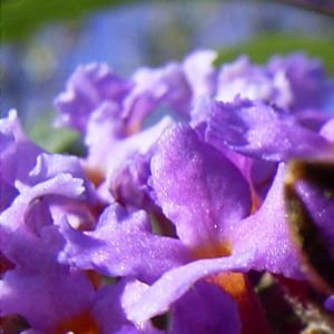 Sommerflieder Fliederspeer Buddleja davidii 03