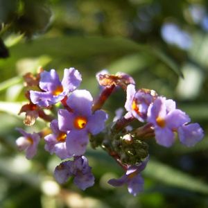 Sommerflieder Fliederspeer Buddleja davidii 04