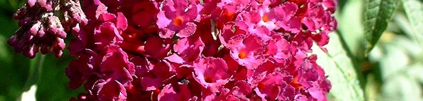 Anklicken um das ganze Bild zu sehen  Sommerflieder Blüte bordeaux Buddleja davidii