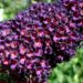 Zurück zum kompletten Bilderset Sommerflieder Blüte dunkel lila Buddleja davidii