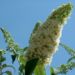 Zurück zum kompletten Bilderset Sommerflieder Blüte weiß Buddleja davidii