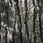 Bild:  Sommerlinde Blüte gelblich Tilia platyphyllos