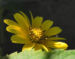 Zurück zum kompletten Bilderset Garten-Sonnenauge Blüte gelb Blatt grün Heliopsis helianthoides