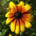 Zurück zum kompletten Bilderset Sonnenauge Blüte gelb Heliopsis helianthoides