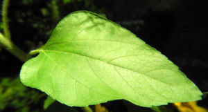 Sonnenblume Blatt gruen Helianthus annuus 02