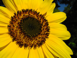 Sonnenblume Bluete gelb Helianthus annuus 13