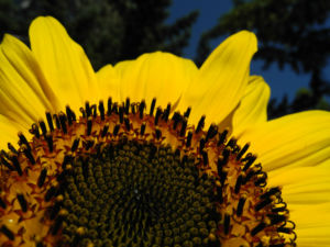 Sonnenblume Bluete gelb Helianthus annuus 14