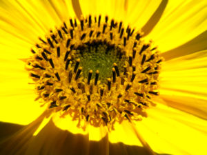 Sonnenblume Bluete gelb Helianthus annuus 19