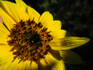 Sonnenblume Bluete gelb Helianthus annuus 21