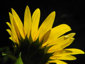 Sonnenblume Bluete gelb Helianthus annuus 22
