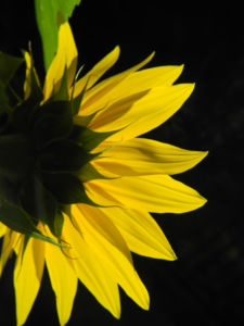 Sonnenblume Bluete gelb Helianthus annuus 23