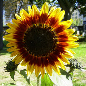 Sonnenblume Bluete satt Helianthus annuus 01