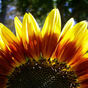 Sonnenblume Bluete satt Helianthus annuus 02