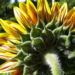 Zurück zum kompletten Bilderset Sonnenblume Blüte gelb orange Helianthus annuus