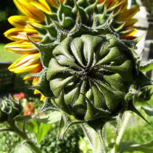 Sonnenblume Bluete satt Helianthus annuus 05